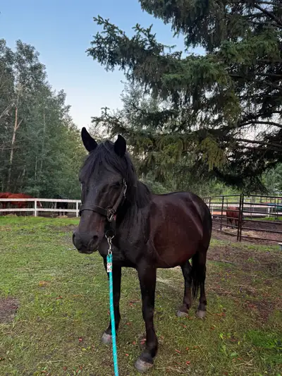 7yr pony mare, View more