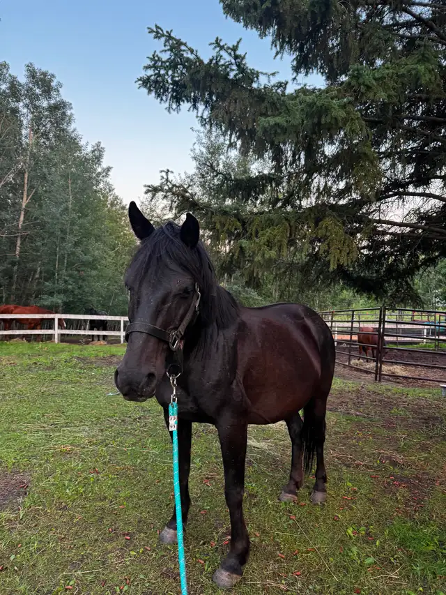 7yr pony mare in Horses & Ponies for Rehoming in Edmonton - Image 2