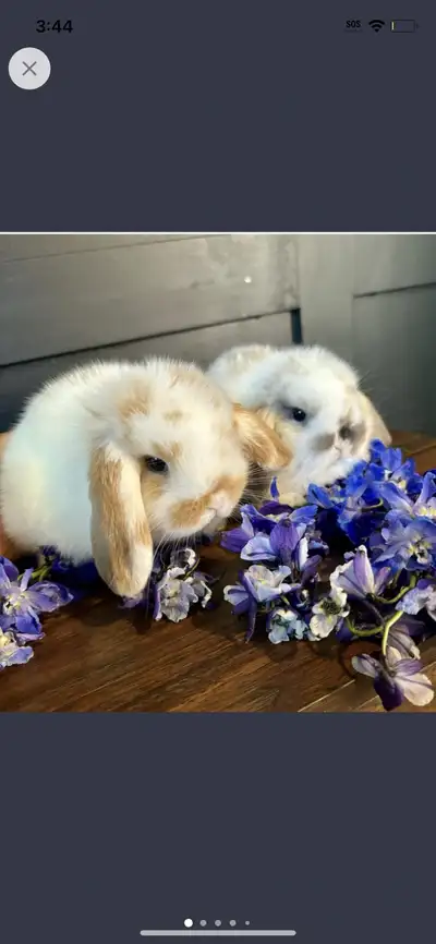 Rabbit Pellets $1/Lb, View more