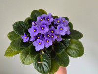 African violet viola light purple plant