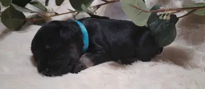 We are pleased to announce the litter of Miniature Schnauzer puppies. Located outside Hanover Please...