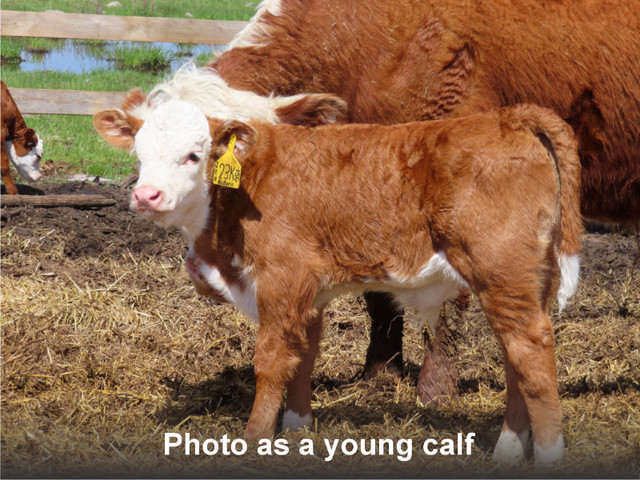 2 -year old HEREFORD BULL in Livestock in Winnipeg - Image 4