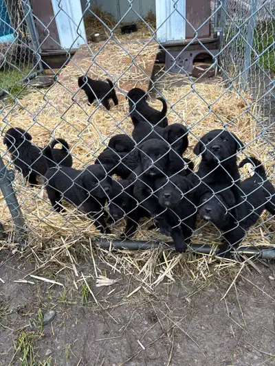 Black Lab/Great Pyrenees Mix Puppies, View more