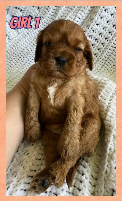 Parents are purebred and DNA tested. Dad tested for heart and hip dysplasia. Very good results. Mom...