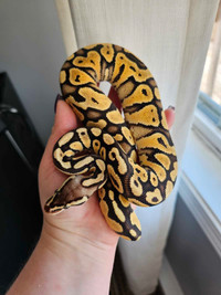 *price drops* Adult and baby ball pythons!