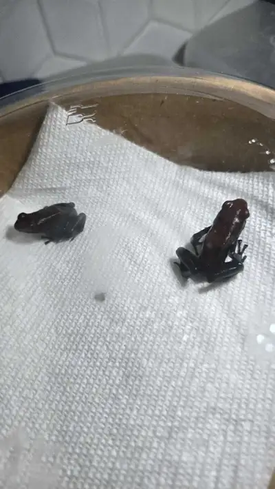 Possible Pair Of Adelphobates Galactonotus "REDS", View more