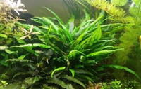 Plante d'aquarium - Cryptocoryne wendtii