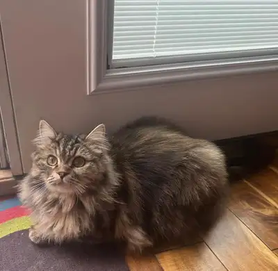 Cat for adoption  , View more