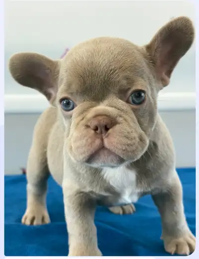 Bouledogue Français Chiots, View more