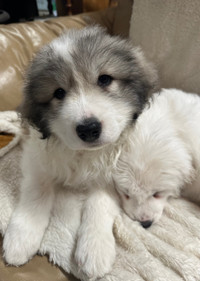 Purebred Great Pyrenees Puppies can deliver within four hours
