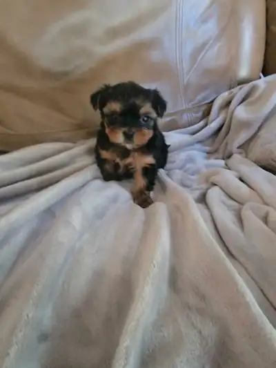 Adorable Teddy Bear face Morkies for sale, View more