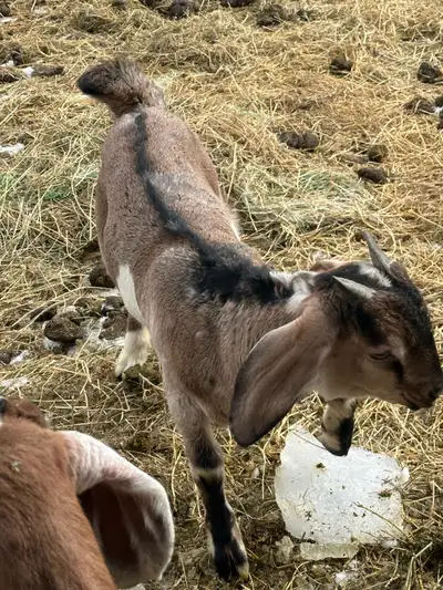 Nubian cross Boer Goats, View more