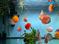 Discus fish for rehoming
