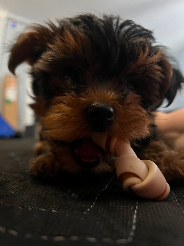 Yorkshire male dans Chiens et chiots à adopter  à Granby - Image 3