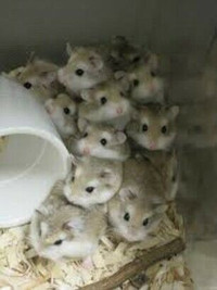 Roborovski (Robo) Dwarf Hamsters (Hamster)