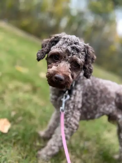 Poodle Stud Services available , View more