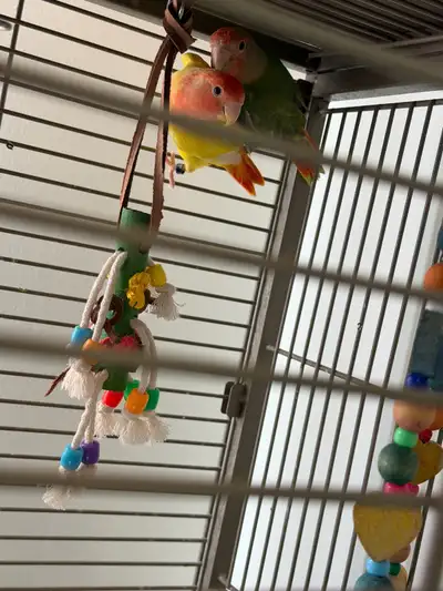 Love Birds , View more