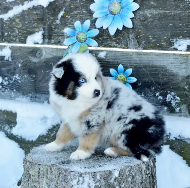 Miniature Australian Shepherd Pups in Dogs & Puppies for Rehoming in Edmonton - Image 6