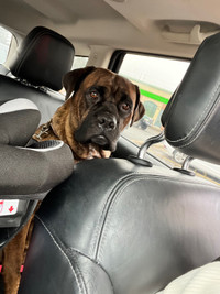 Urgent - rehoming of female cane corso