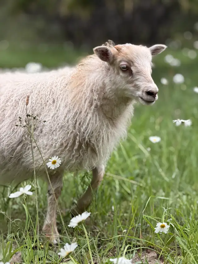 Icelandic lambs in Livestock in Vernon - Image 5