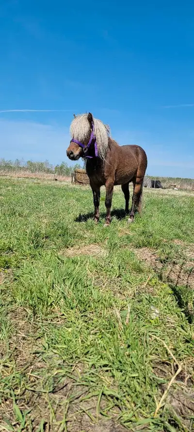 Halter Broke, looking for a new home. Got him from a friend. message if intrested or if you have any...