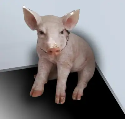 Cochon magnifique, View more