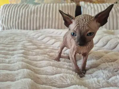 Chatons Sphynx, View more