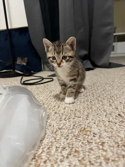Siamese/Calico Kittens, View more
