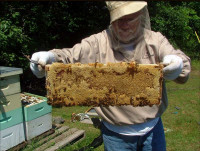 LOCAL HONEY FOR SALE