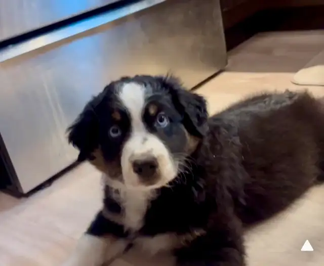 Chiot 10 semaines Bergers Australiens standard CKC in Dogs & Puppies for Rehoming in Gatineau - Image 8