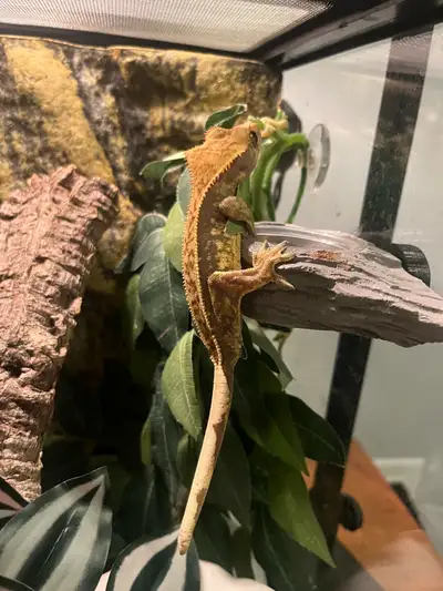 Juvenile Crested Gecko Male Partial pinstripe harlequin morph, juvenile (less than a year old), male...