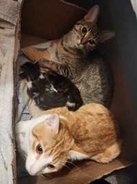 2 cats & 2 kittens