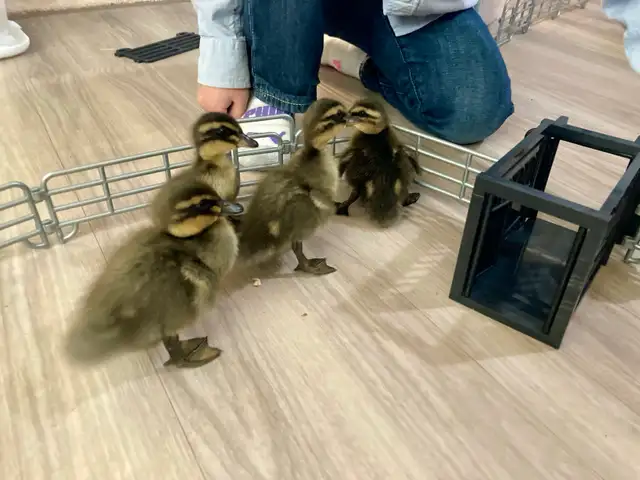 2 ducklings in Livestock in Lethbridge - Image 6