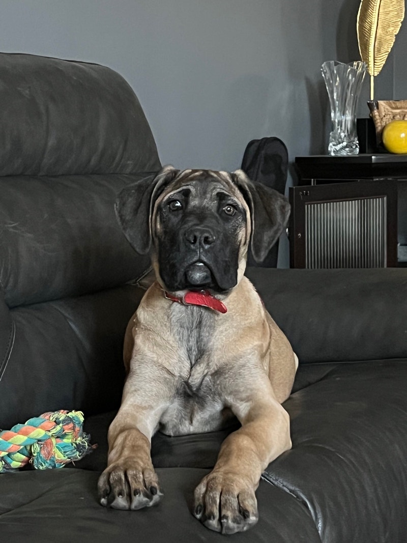 Cane Corso Puppy Dogs & Puppies for Rehoming Edmonton Kijiji