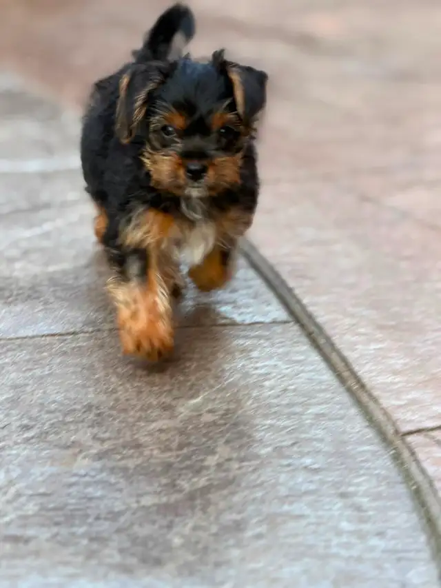2 Toy Yorkies Puppies for sale in Dogs & Puppies for Rehoming in City of Toronto - Image 10