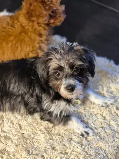 Petite chienne a vendre , seulement 1 an , vaccinée, micropuce, stérilisé a 7 mois, douce et très am...
