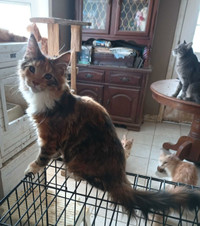 MaineCoon Kittens for Sale  