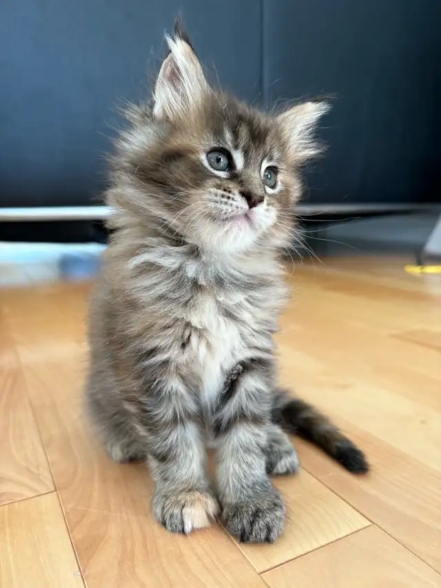 Maine Coon