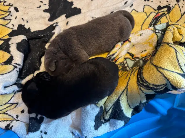cane corso puppy  in Dogs & Puppies for Rehoming in Whitehorse - Image 3