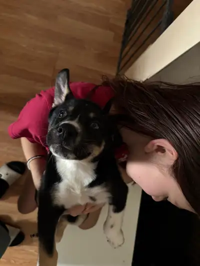 Puppies for sale, View more