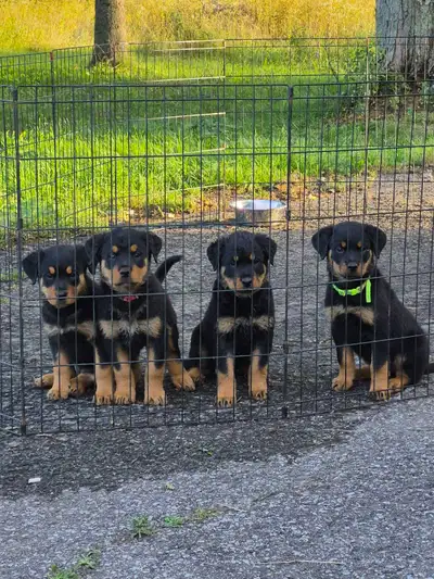 Chiots Rottweilers pure race, View more