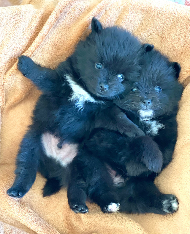 Beautiful Pomeranian puppies!  in Dogs & Puppies for Rehoming in Winnipeg - Image 4