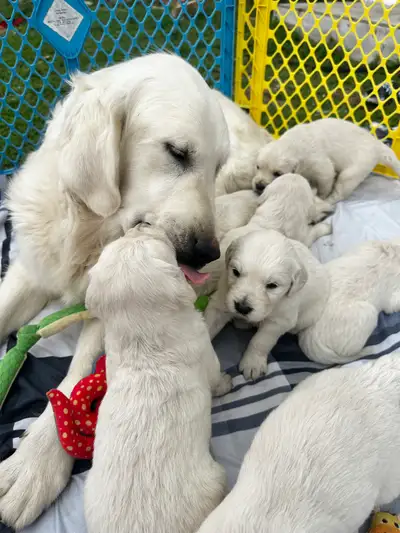 English Cream Golden Retrievers! , View more