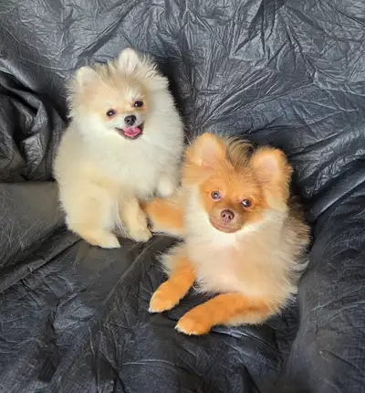 Gorgeous Teddy bear face Pomeranian puppies, Ready for new home!, View more