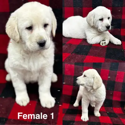 Gorgeous Lab Cross Puppies, View more