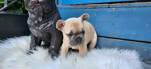 2 Female French Bulldog Puppies Ready June 20th! in Dogs & Puppies for Rehoming in Edmonton - Image 8