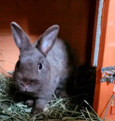 chocolate Netherland dwarf doe, View more
