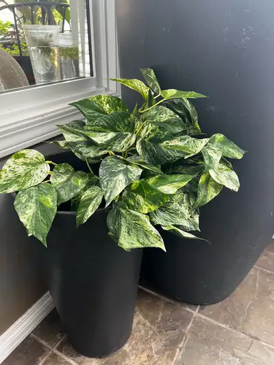 Faux Pothos Vine 17” Long / BN, View more