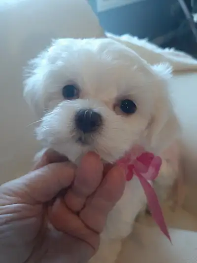 Maltese Puppies, View more
