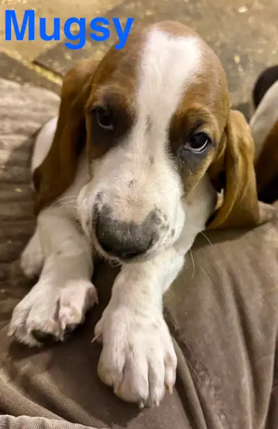 Basset Hound Puppies, View more